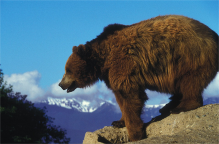 A Real Life Grizzly Adams - The Story Of Casey and Brutus